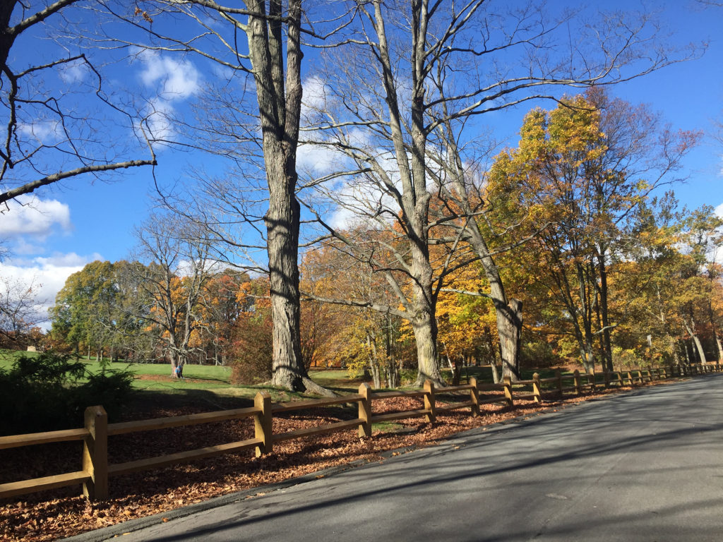 Larz Anderson Park Ray