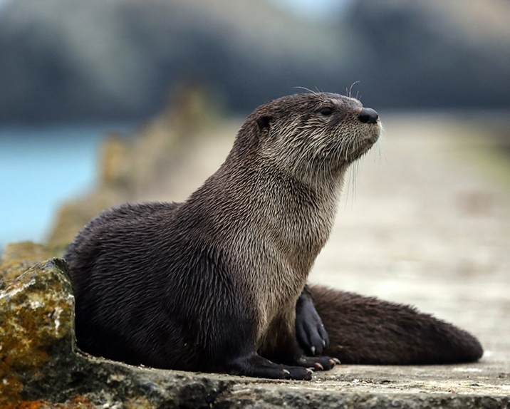 Trailside Museum Otter Exhibit to be updated by RDLA
